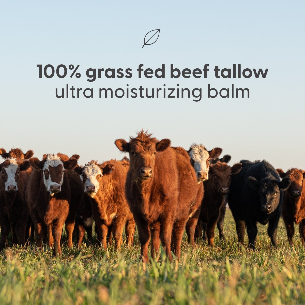 Beef Tallow Balm - Unscented